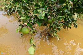 Lũ lụt Hòa Bình: Đồng cam Cao Phong bị ngập nặng, thiệt hại hàng tỷ đồng