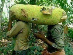 Kỳ lạ: Mít, chuối, bơ dài cả mét, chung nhau ăn mới hết