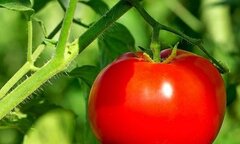 Cảnh báo: Những độc tố khi ăn khoai tây, cà chua, cà tím, ít người biết