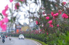 Cục ATTP cảnh báo phòng ngừa ngộ độc do độc tố tự nhiên từ cây cảnh trồng quanh trường học