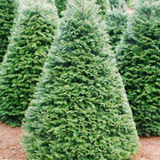 Noel 2017: Dân sành rước cây thông xịn giá ngàn USD về chơi