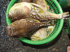 Cảnh báo những loại hải sản dễ gây ngộ độc thường gặp