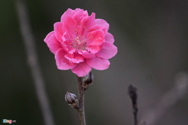 Đào nở sớm ở vườn hoa nổi tiếng Thủ đô