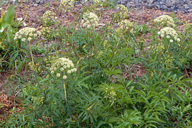 Sự thật về cây độc cần nước gây chết người trong gang tấc