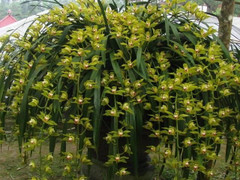 Đại gia Hà thành chi hơn 1 tỷ mua lan Trần Mộng huyền thoại chơi Tết