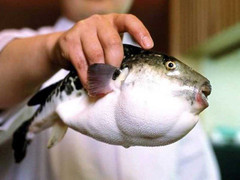 Dân Nhật lo sợ vì cá cực độc chết người lọt ra siêu thị