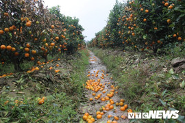 Khởi tố kẻ dùng thuốc cỏ sát hại hơn 200 cây quất cảnh