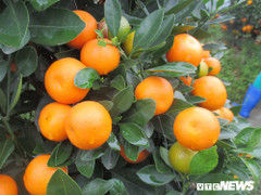 Quất cảnh chơi tết ở Thanh Hóa bất ngờ tăng giá sau trận lụt lịch sử