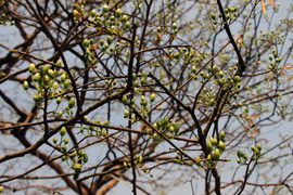 Chiêm ngưỡng ‘cụ' mai 100 tuổi độc nhất miền Tây giá 1,6 tỷ đồng