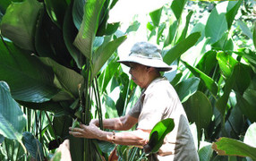 Trả 350.000 đồng mỗi ngày vẫn khó tìm người thu hoạch lá dong bán Tết