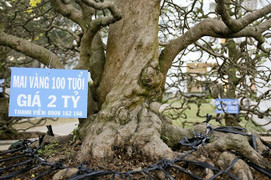 Chợ hoa Tết Mậu Tuất ở Sài Gòn: Thưa vắng cây kiểng tiền tỷ