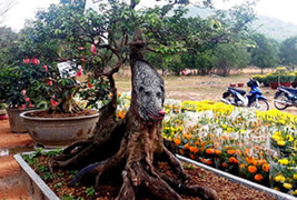 Cây khế hình chú chó hơn 20 năm tuổi được rao bán 400 triệu đồng