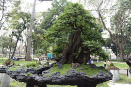 Hai cây me cổ 1,6 triệu USD, con cá rồng gần chục tỷ đồng