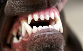 Triệu chứng, cách phòng bệnh dại, tránh những hiểu lầm chết người