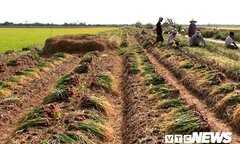 Hành tím Sóc Trăng rớt giá thê thảm, chỉ 6.000 đồng/kg