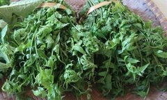 Rau dớn đang được Trung Quốc thu mua ồ ạt có thực sự tốt như lời đồn?