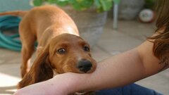Bộ Y tế: Vắc xin phòng bệnh dại vẫn đủ để cung ứng