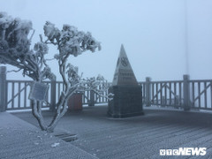 Rét nàng Bân tuyết rơi mùa hè phủ trắng Sapa: Ngắm hoa đỗ quyên nở trong băng