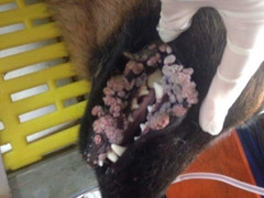 Nữ bác sĩ thú y xinh đẹp chữa 'bệnh xã hội' cho khuyển