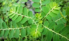 Giật mình thảo dược diệp hạ châu từ mát gan thành hại gan