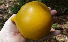 'Phát sốt' với giống vú sữa lạ: Trái chín vàng bóng, ra quả quanh năm