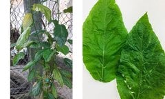 Mẹ mù quáng cho con ăn cháo lá lộc mại chữa táo bón, bé gái 1 tuổi bị tan máu cấp