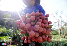 Bắc Giang nói gì trước tin vải thiều 3.000 đồng/kg, phải đổ sông?