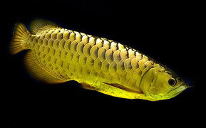 Ảnh: Chiêm ngưỡng những con cá rồng có giá cả tỷ đồng