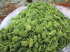 Dùng tam thất khiến nam giới yếu sinh lý?