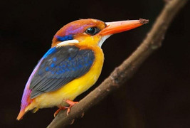 Người thì bạc tóc, vì sao loài chim không bị bạc lông khi về già?