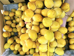 Chà là tươi nguyên cành giá nửa triệu đồng/kg bỗng nhiên gây 'sốt' thị trường