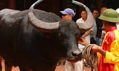 Dân Đồ Sơn nhập trâu chọi nặng hơn một tấn từ Trung Quốc