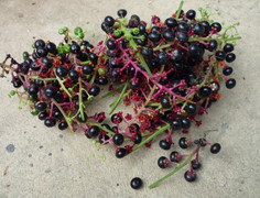 Vua chúa và nhà giàu thời xưa chữa yếu sinh lý thế nào?