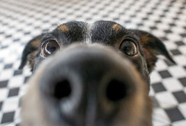 Chó được huấn luyện để phát hiện bệnh nhân sốt rét