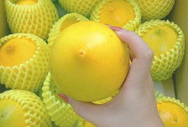 Vú sữa vàng lạ mắt giá lên tới 1 triệu đồng/kg