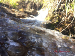 Đợt rét kỷ lục 10 năm tràn về, đỉnh Fansipan xuất hiện suối băng trong suốt