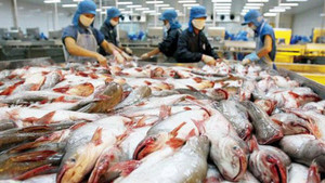 Xuất khẩu cá tra: Trung Quốc không còn là thị trường dễ tính