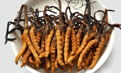 Sự thực kinh hoàng đông trùng hạ thảo bán giá trên trời tràn lan trên thị trường