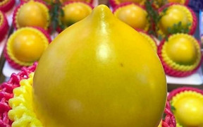 Vú sữa vàng Đài Loan giá ngất ngưởng 900.000 đồng/kg vẫn hút khách