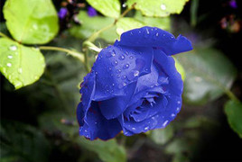 Hoa hồng ngoại màu xanh cháy hàng vì đắt khách