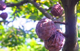 Những giống na độc lạ gây sốt thị trường Việt