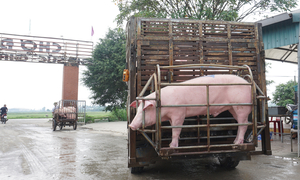 Tan hoang 'thủ phủ' nuôi lợn miền Bắc sau dịch tả châu Phi