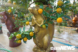 Độc đáo chuột vàng cõng quất vừa xuất hiện đã có khách đặt mua