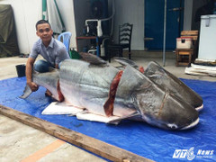 Ngư dân Lào bắt được cá tra nặng 200kg chuyển về Sài Gòn bán