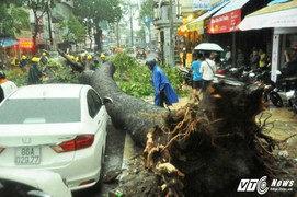 TP.HCM: Cổ thụ bật gốc, đè một người đàn ông bất tỉnh