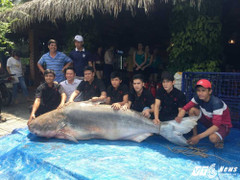 Lên án việc mua bán cá tra dầu nặng 200 kg ở TP.HCM