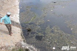 Tìm ra nguyên nhân cá chết hàng loạt ở Đà Nẵng