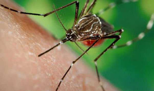 Phát hiện thêm 1 trường hợp nhiễm virus Zika