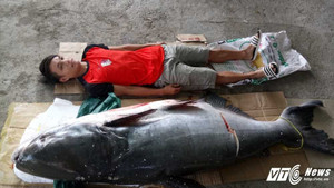 Cá tra dầu nặng 130kg mắc câu tại sông Sêrêpôk