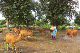 Dịch lở mồm long móng lan rộng tại tỉnh Đắk Lắk